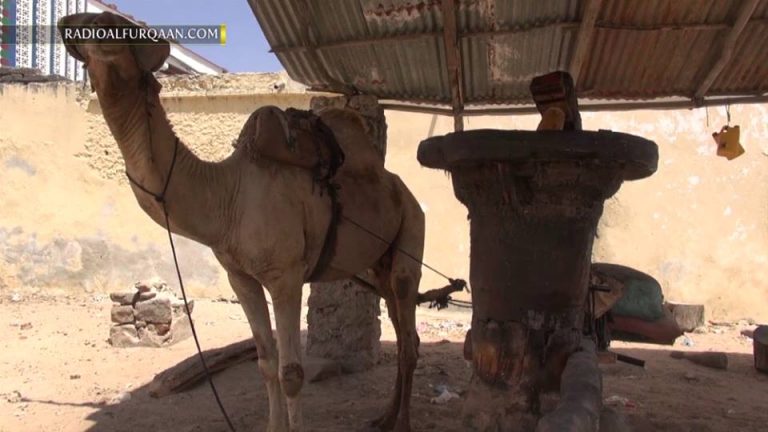 faa’idooyinka Caafimaad ee Saliid Macsarada