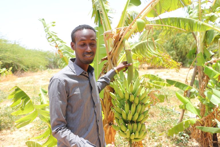 Beeralayda gobolka mudug  oo dadaal wayn ugu jira tacbashada dalagyada beeraha