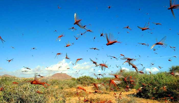 FAO oo digtay ayax hor leh oo soomaaliya ku wajahan gaar ahaan gobalada koonfurta iyo bartamaha.