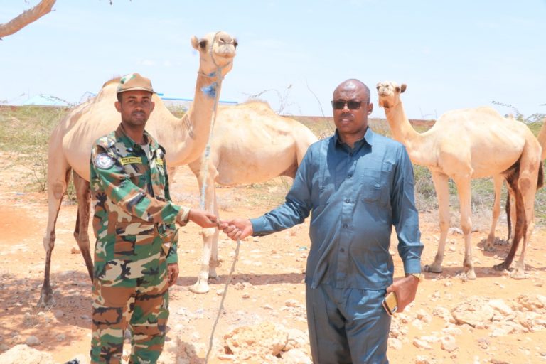 Madaxda Galmudug oo deeq xoolo nool ah gaarsiiyay taliska ururka 6-aad