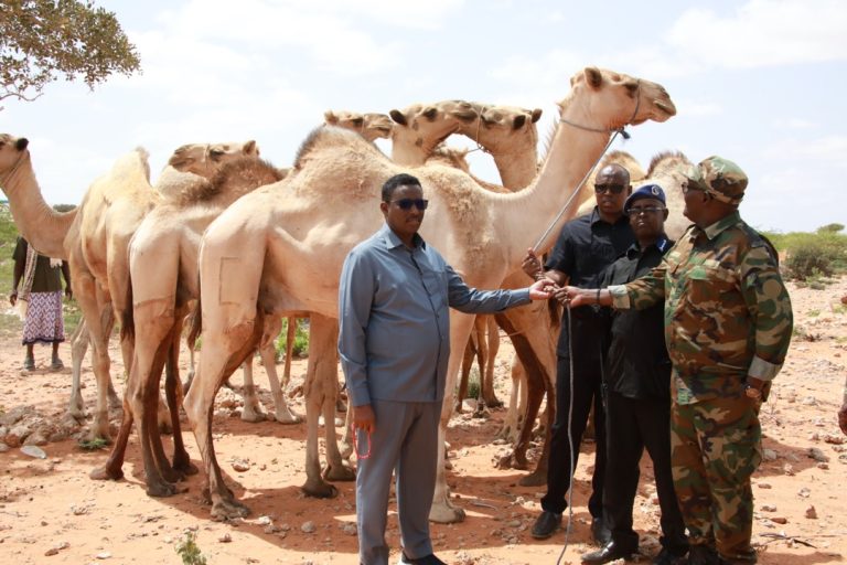 SAWIRRO:Maamulka Dhuusamareeb iyo bulshada magaaladaas oo deeq xoolo  ah gaarsiiyey ciidamada qalabka sida.