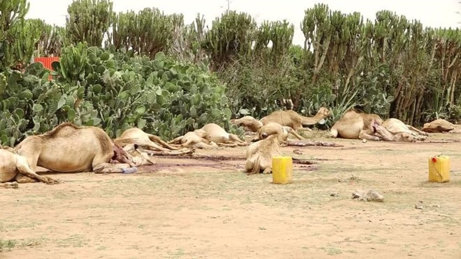 In ka badan 120 neef oo geel ah oo maanta ku le’day duleedka magaalada jigjiga kadib markii geed sumaysan ay daaqeen