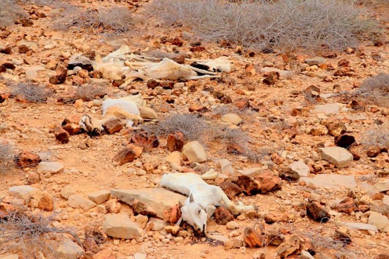 [SAWIRO]Xaalad Abaareed aad u adag oo ka taagan miyiga degmada Bandar-Bayla.