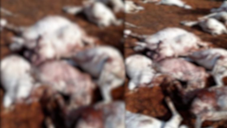 Kooxda Khawaarijta Al-Shabaab oo deegaan u dhexeeya Maxaas iyo Wabxo si naxariis darro ah ugu laayay xoolo ay lahaayeen dadka reer guuraa ah