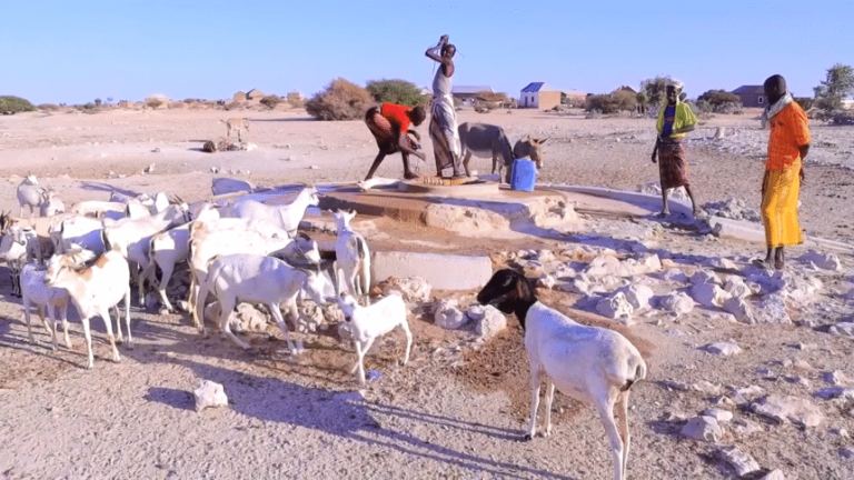 Galmudug oo shaacisay in dadka iyo duunyada ku nool Mudug ay saameyn xooggan ku yeesheen abaaraha dalka ka jira